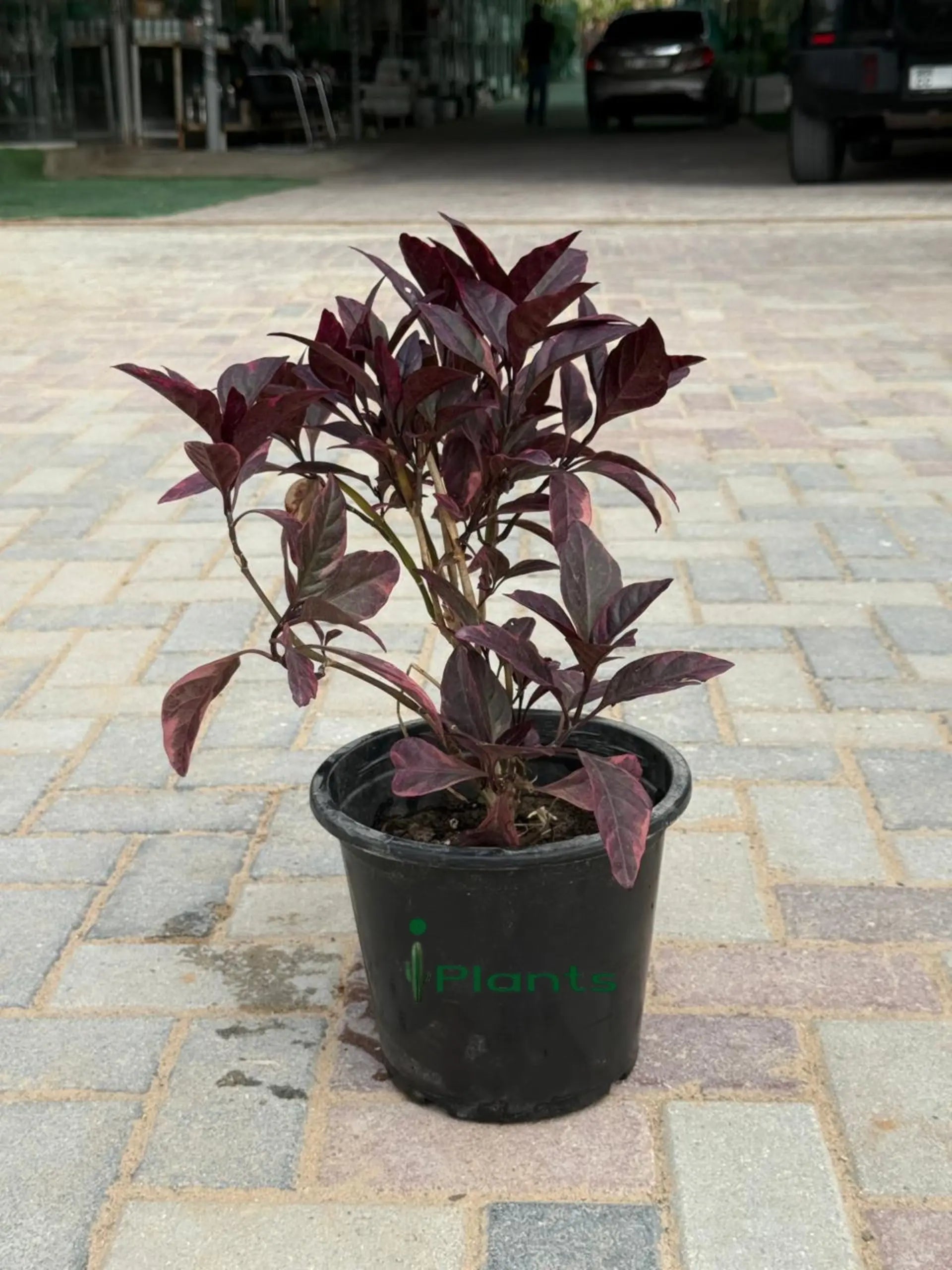 Eranthemum red iPlants