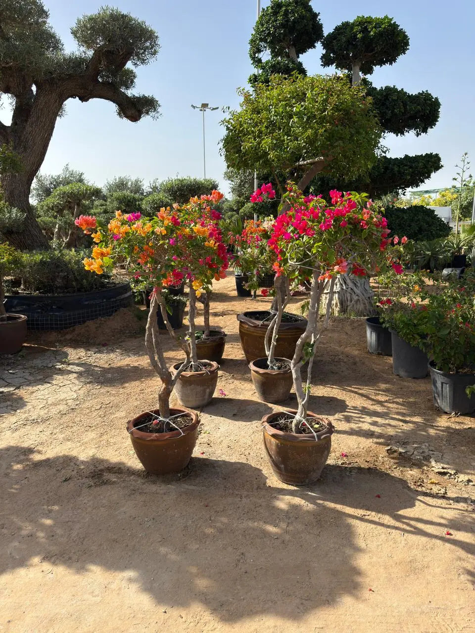 Bougainvillea one head iPlants