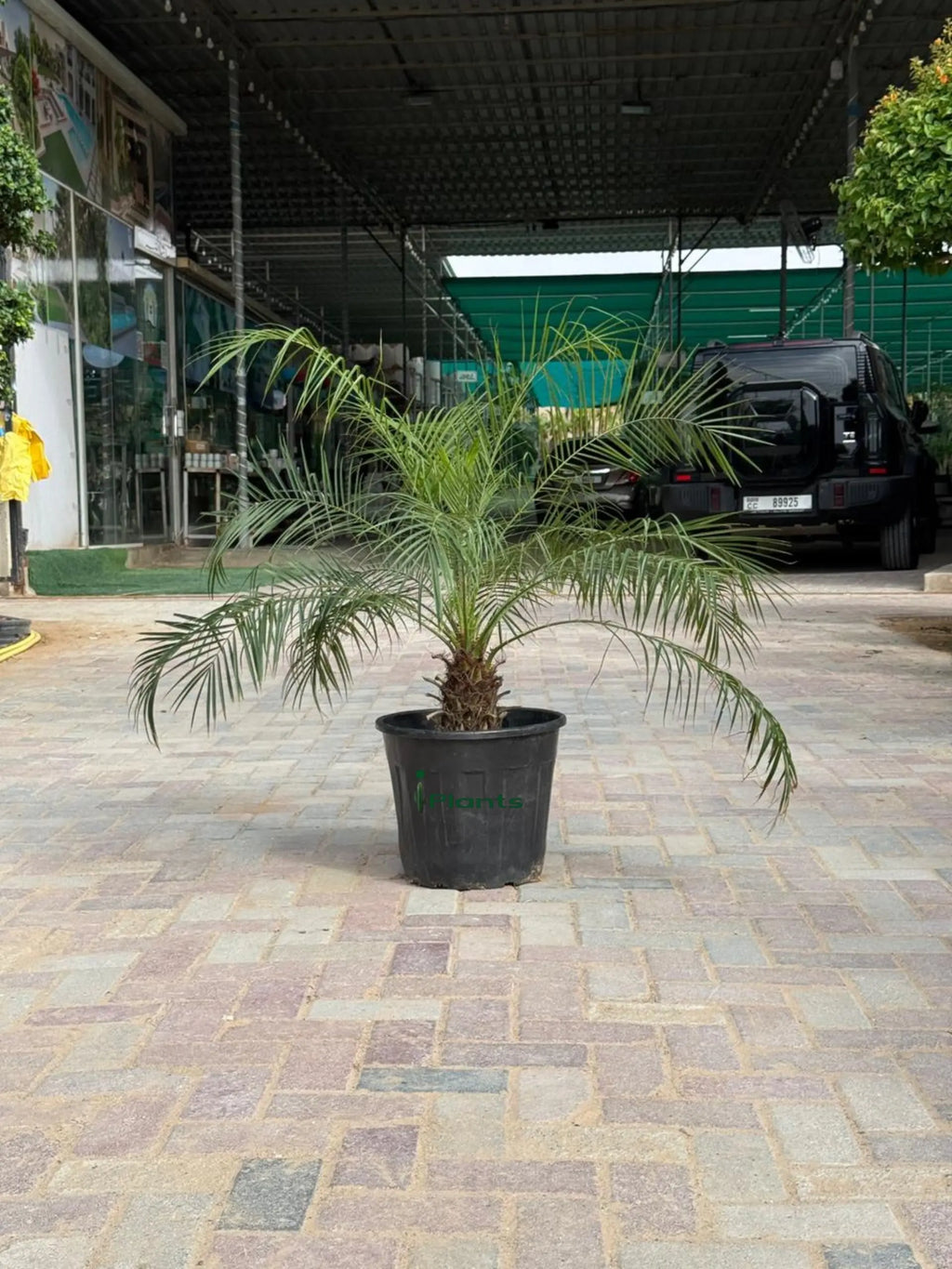 Phoenix Palm iPlants