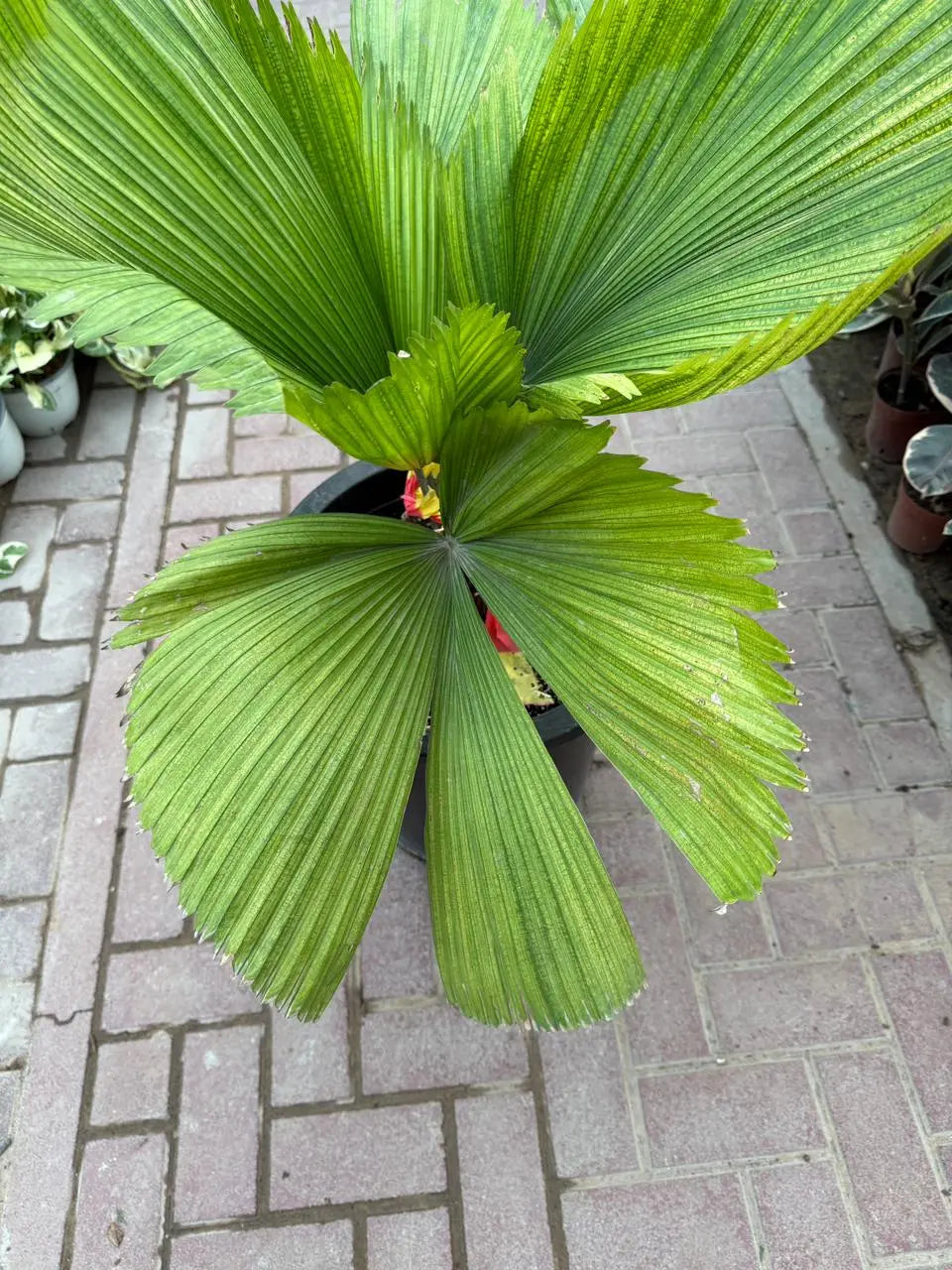 Chinese Fan Palm iPlants
