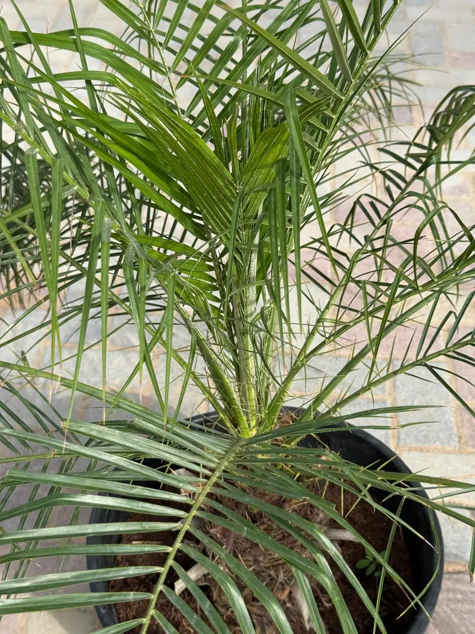 Phoenix Palm iPlants