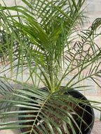 Phoenix Palm iPlants