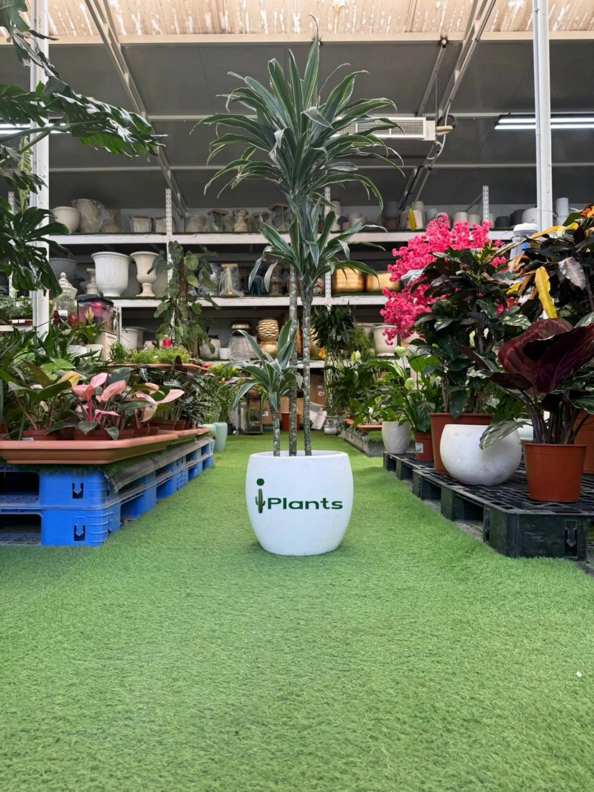 Dracaena Warneckii iPlants