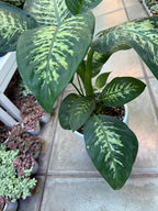 Dieffenbachia Plant iPlants