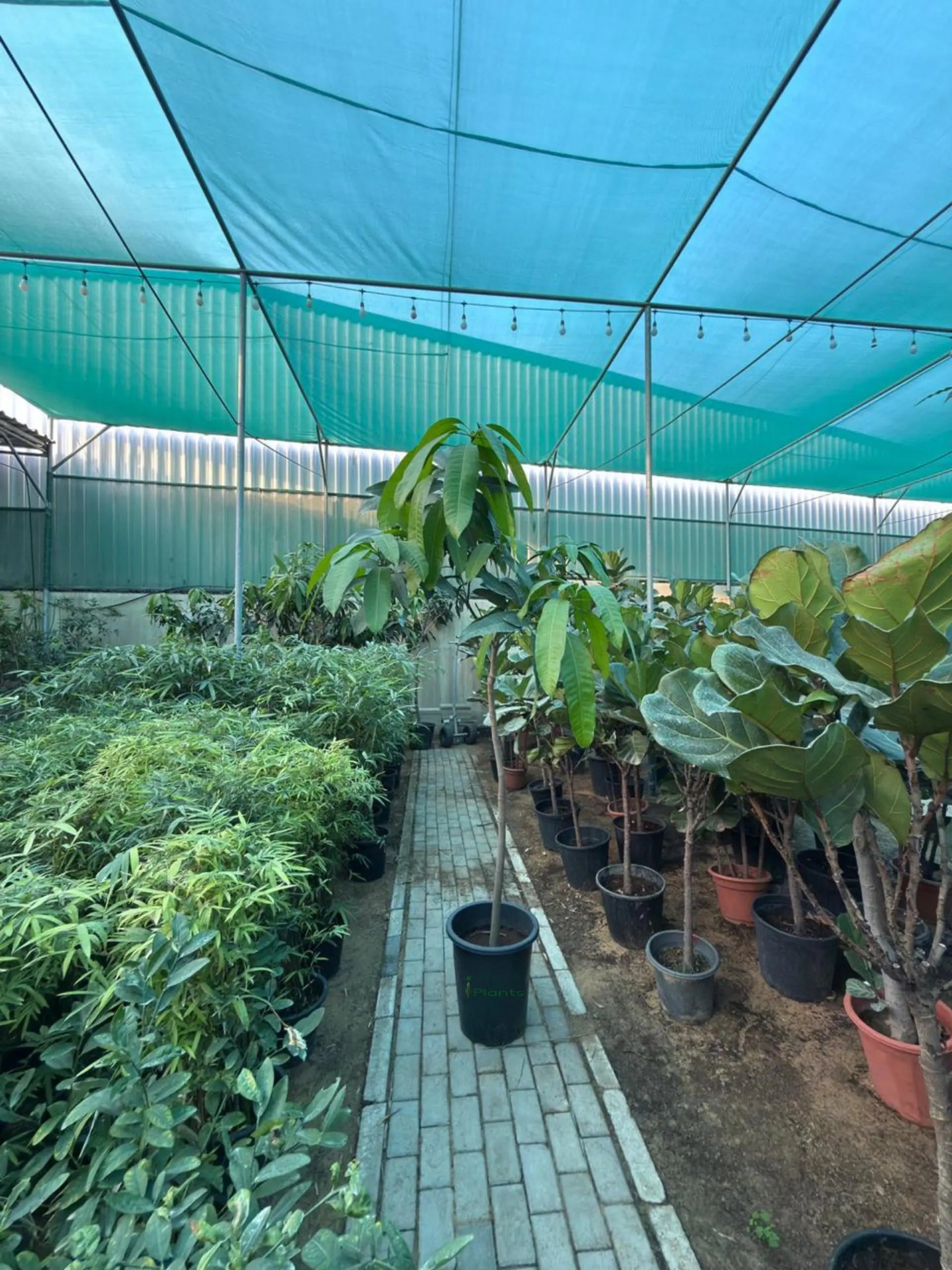 Mango Tree (pakistan) iPlants