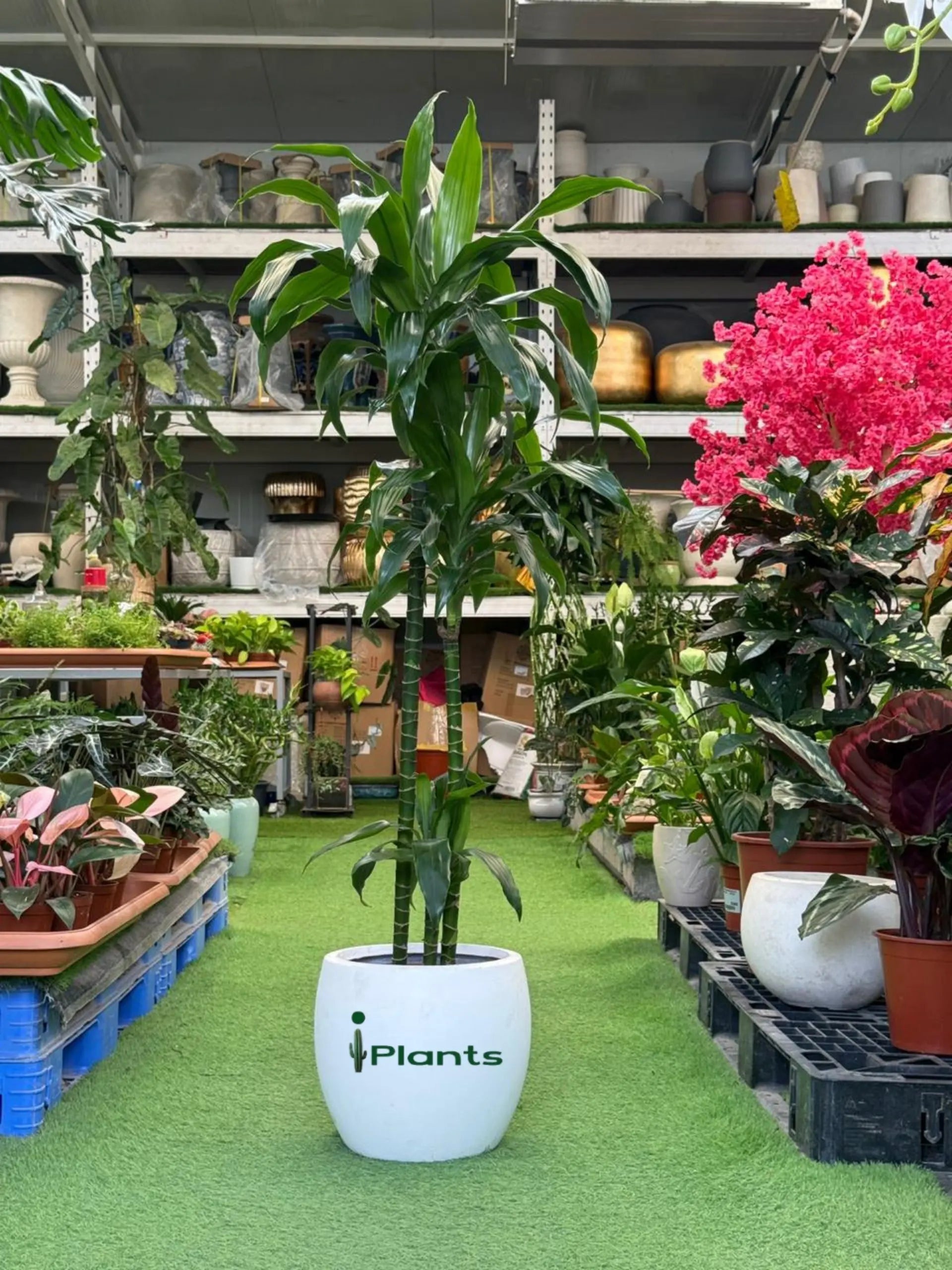 Dracaena compacta Head iPlants