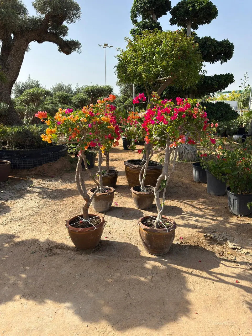 Bougainvillea one head iPlants