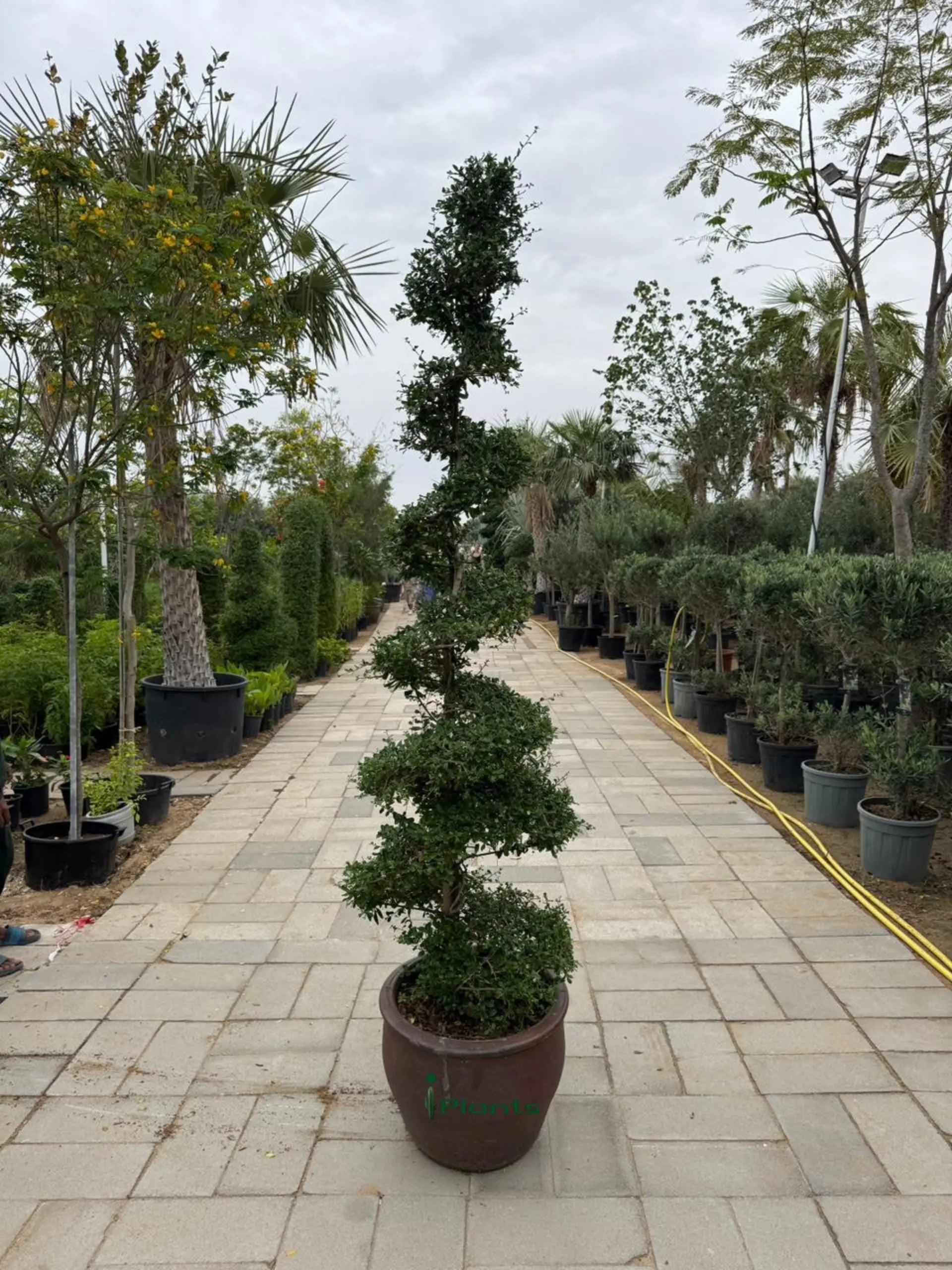 Ehretia spiral head (Thailand) iPlants