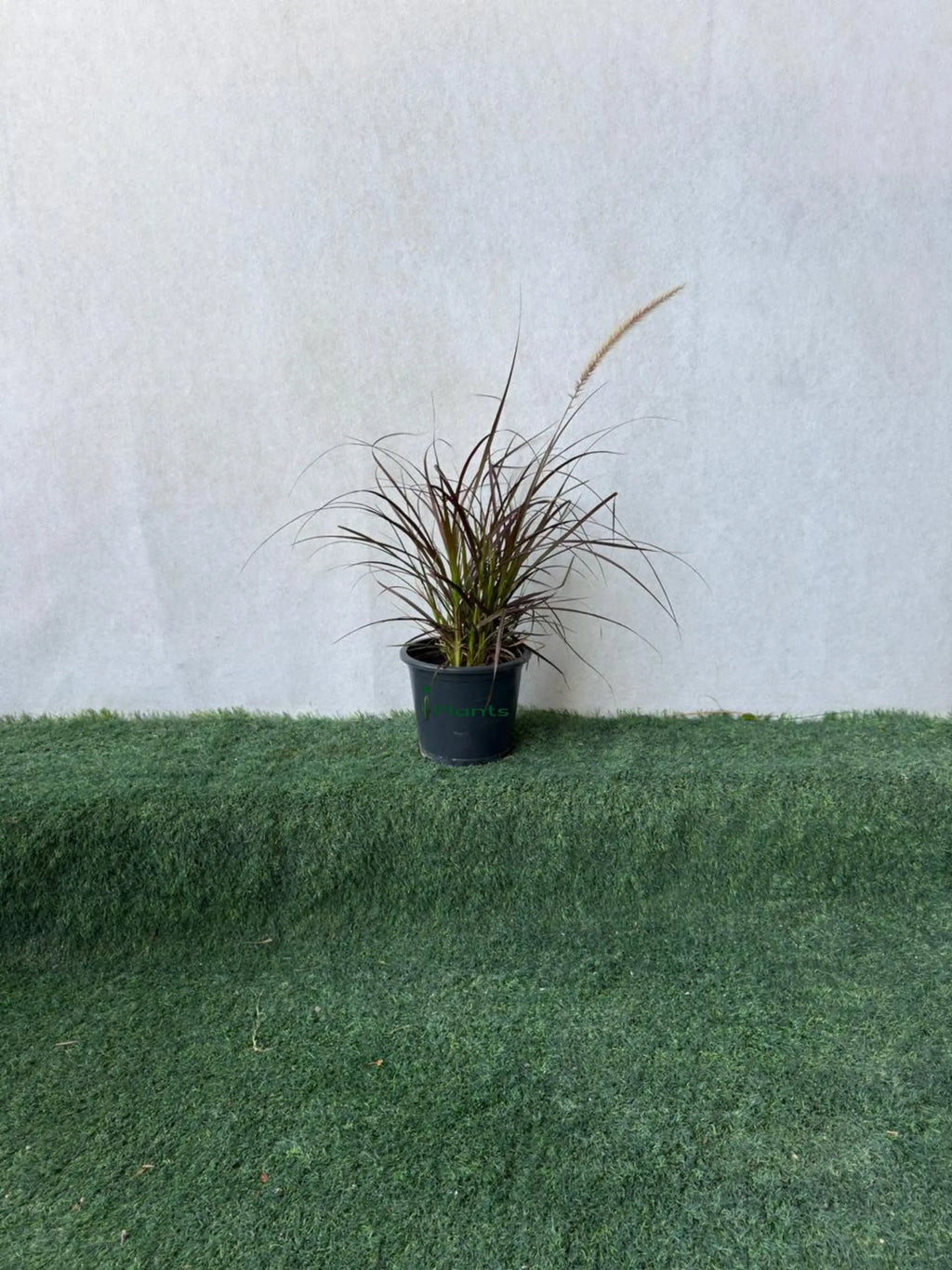 Red Fountain Grass (Pennisetum Red) iPlants