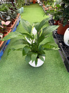 Peace Lilly Green Heaven Plants