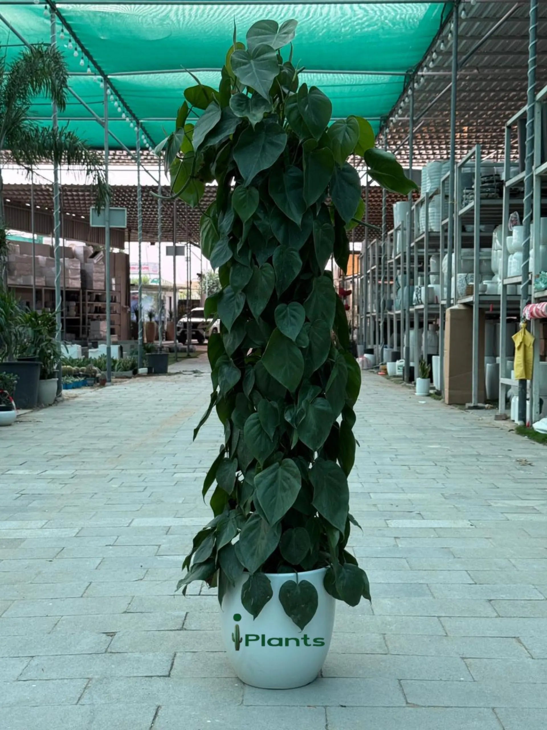 Philodendron Plant iPlants