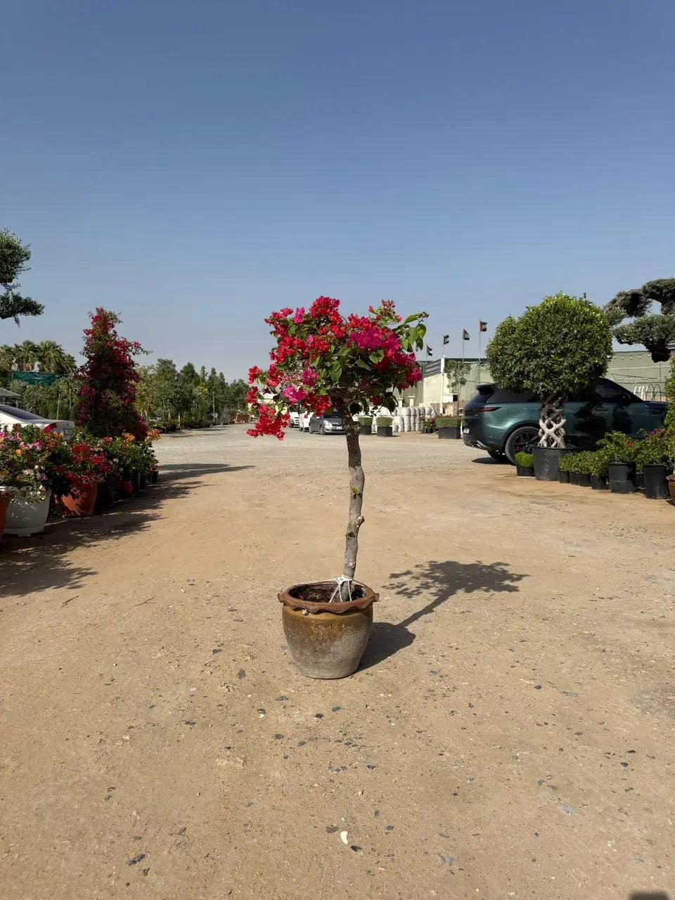 Bougainvillea one head iPlants