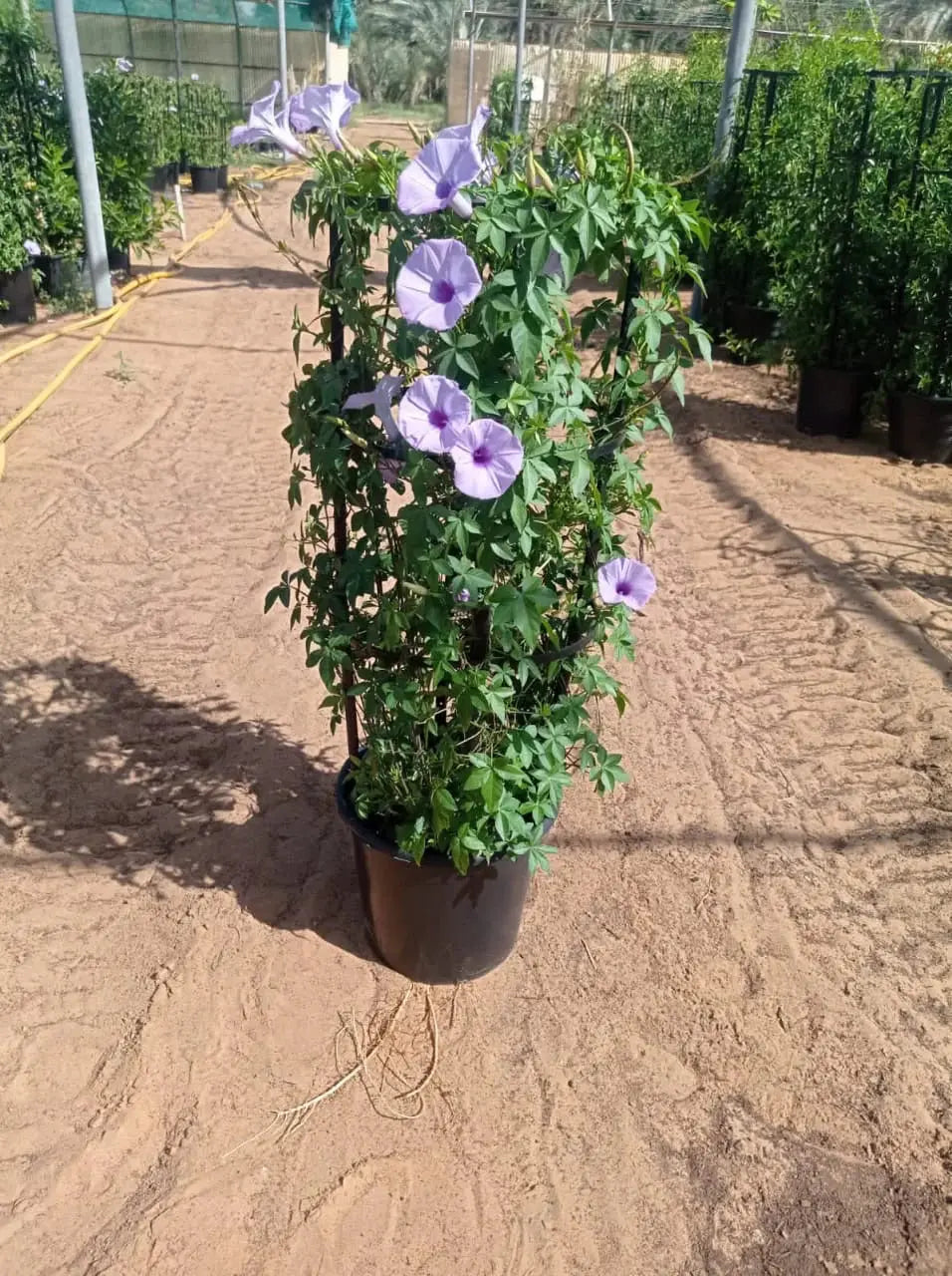 Ipomoea iPlants