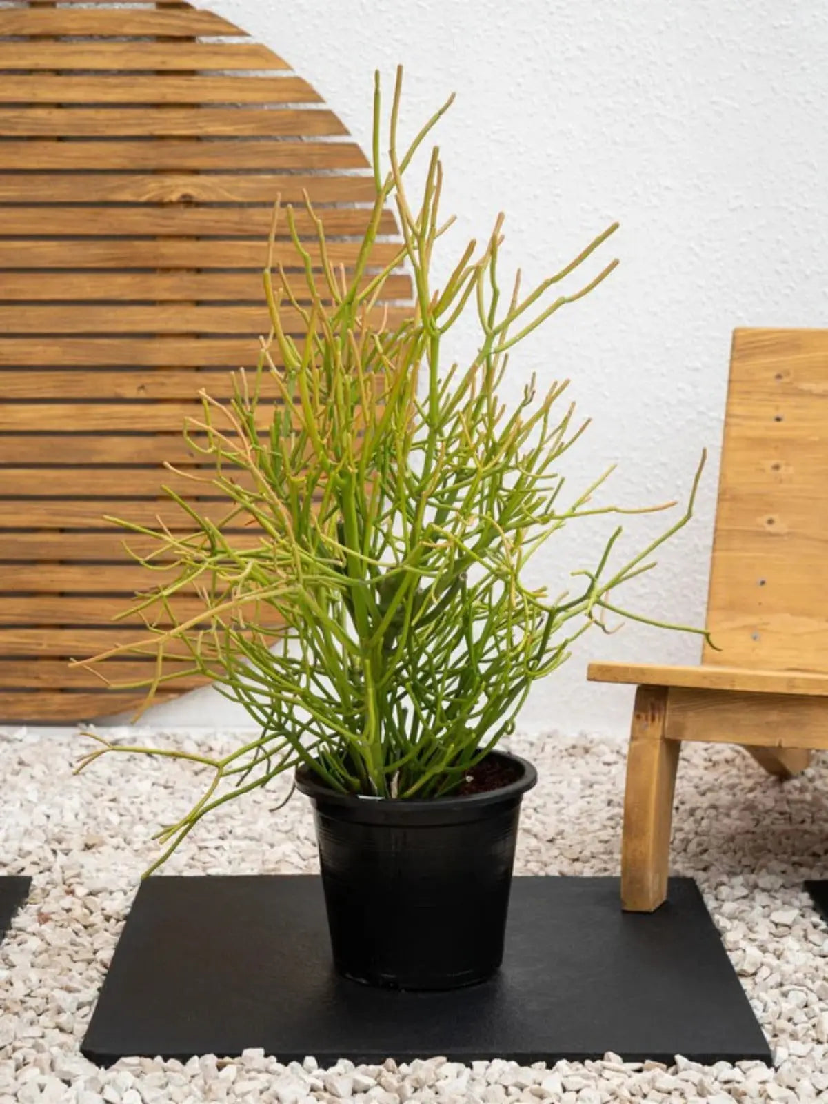 Pencil Cactus - A succulent plant with slender stems and small leaves, often grown as a houseplant iPlants