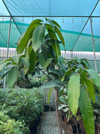 Mango Tree (pakistan) iPlants
