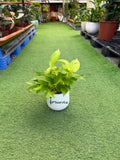 Golden Pothos iPlants