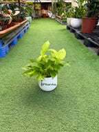 Golden Pothos iPlants