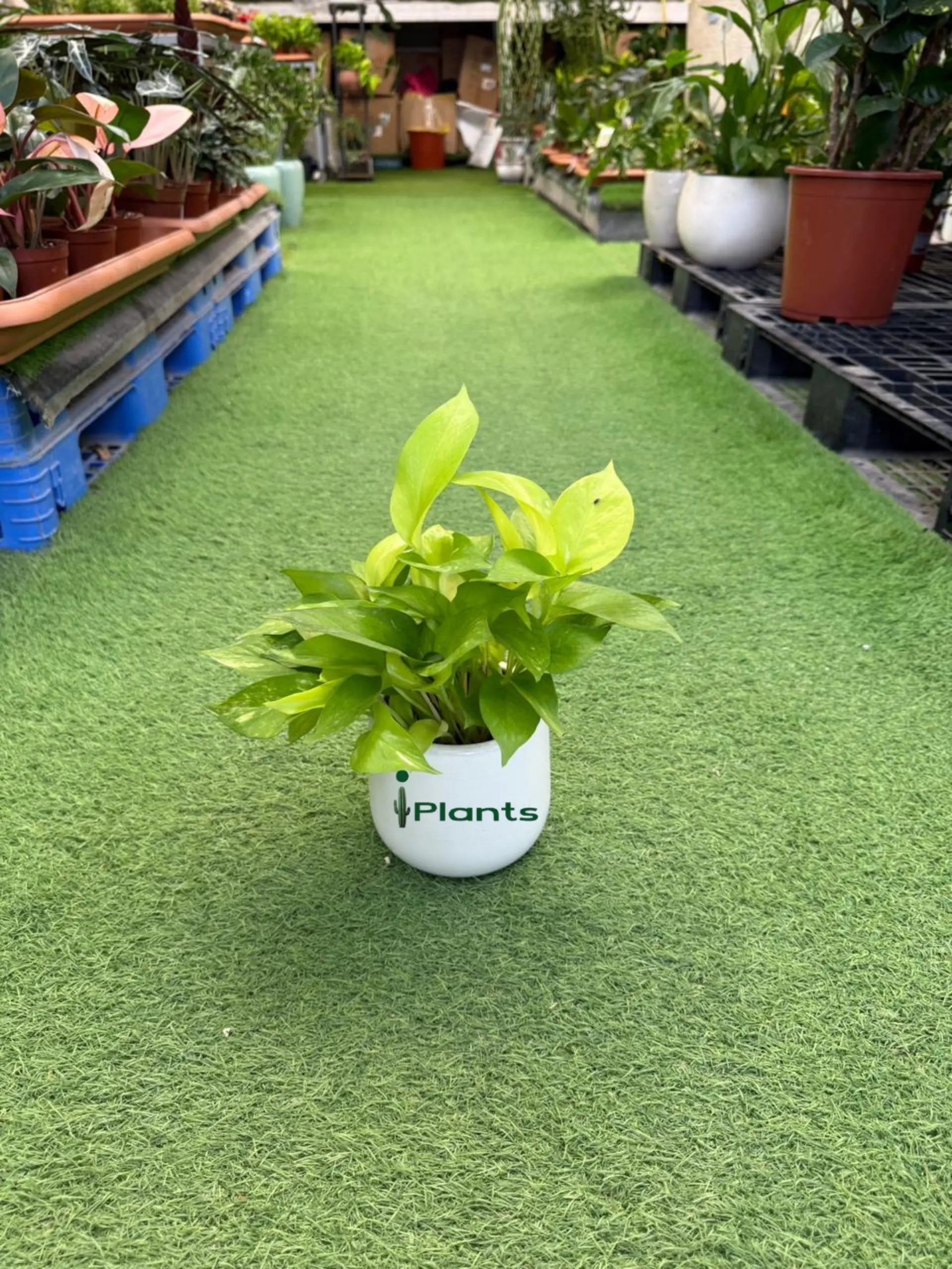Golden Pothos iPlants