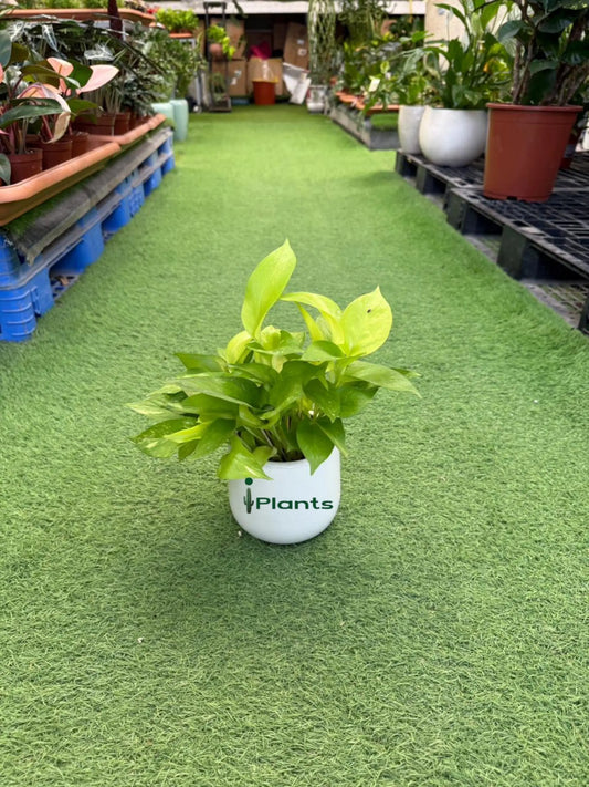 Golden Pothos iPlants