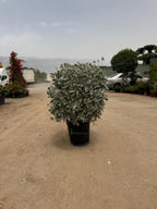 Silver Damas Ball iPlants