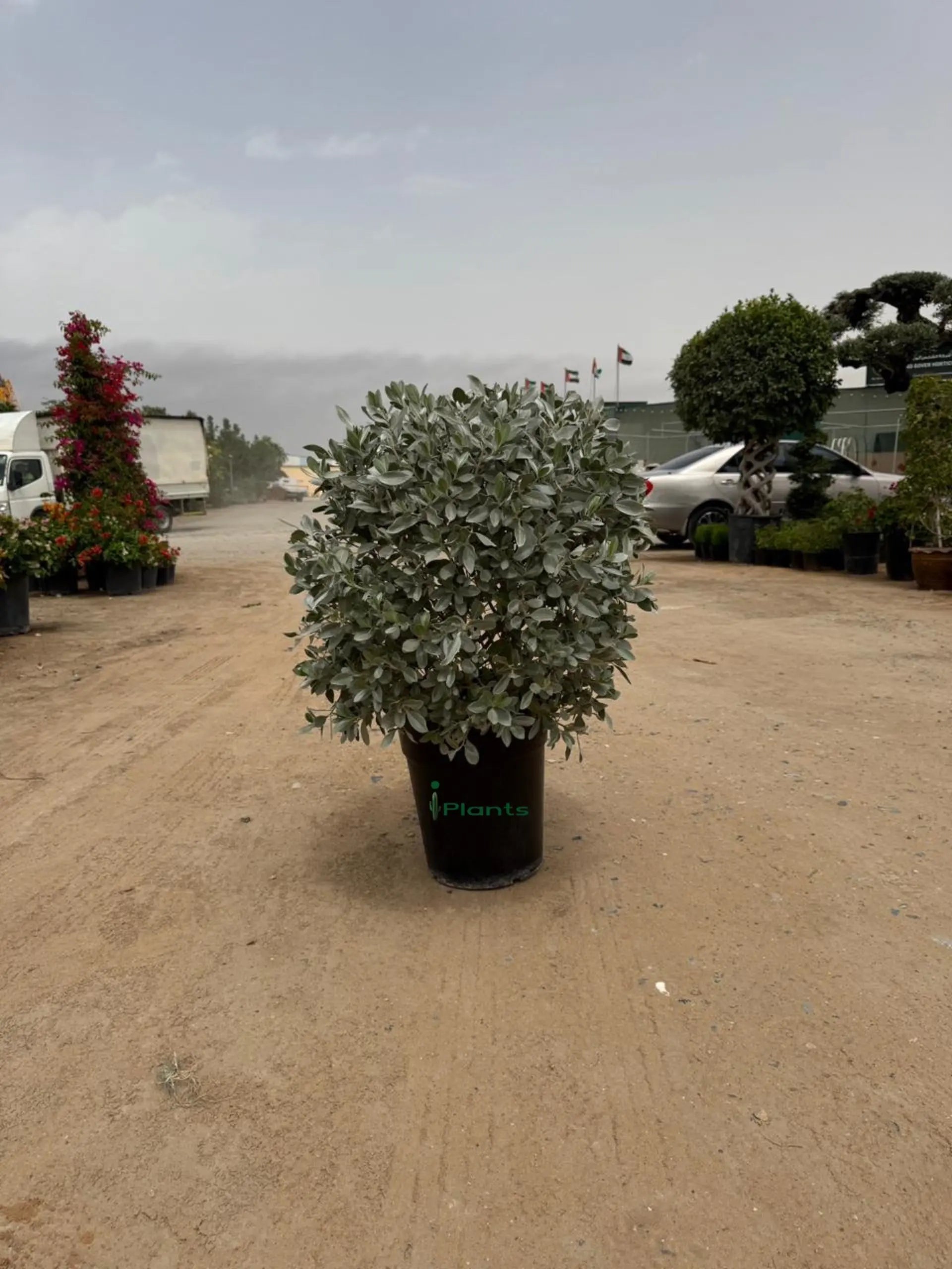 Silver Damas Ball iPlants