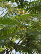 Delonix regia iPlants