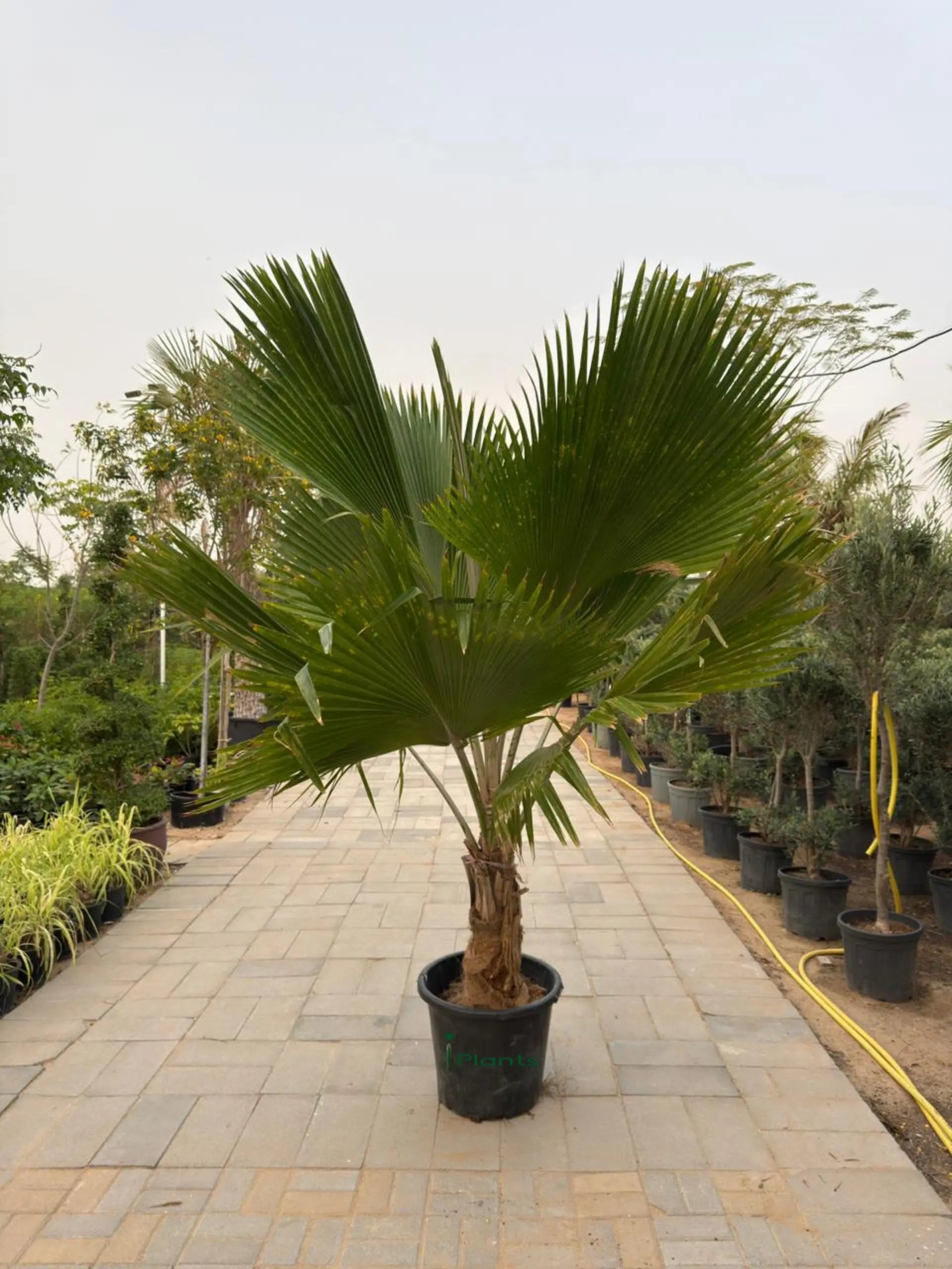 Chinese Fan Palm iPlants