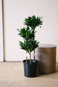 Dracaena Compacta Head