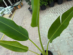Travellers Palm (Ravenala) iPlants