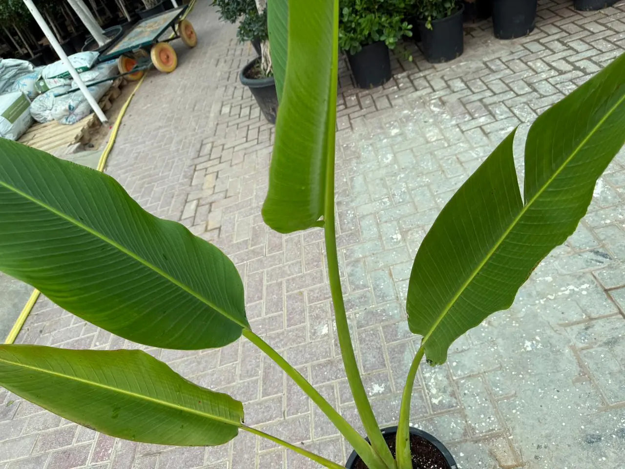 Travellers Palm (Ravenala) iPlants