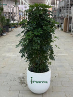Schefflera Green (Umbrella Plant) iPlants