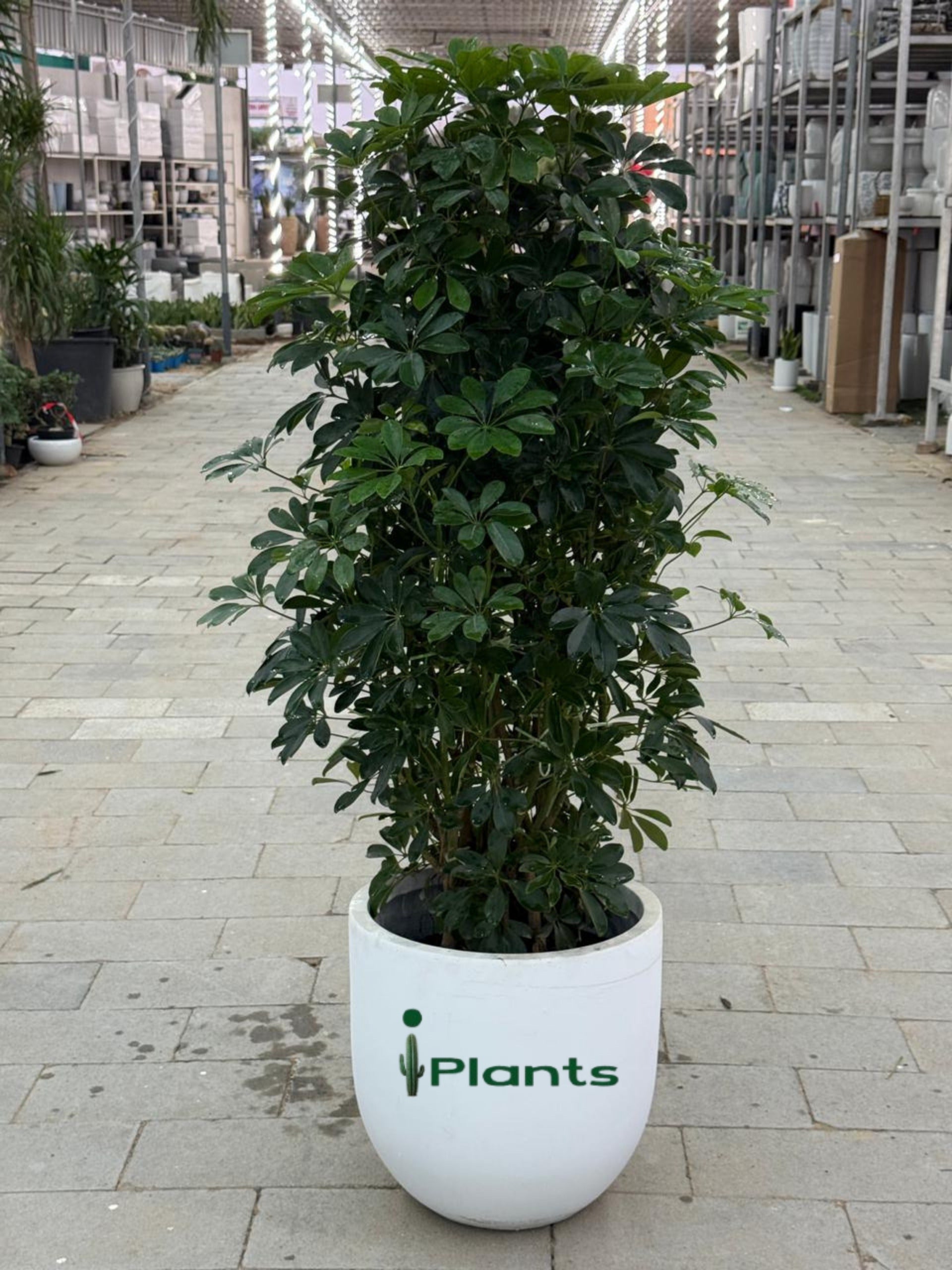 Schefflera Green (Umbrella Plant)