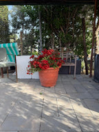 Bougainvillea Tomato iPlants