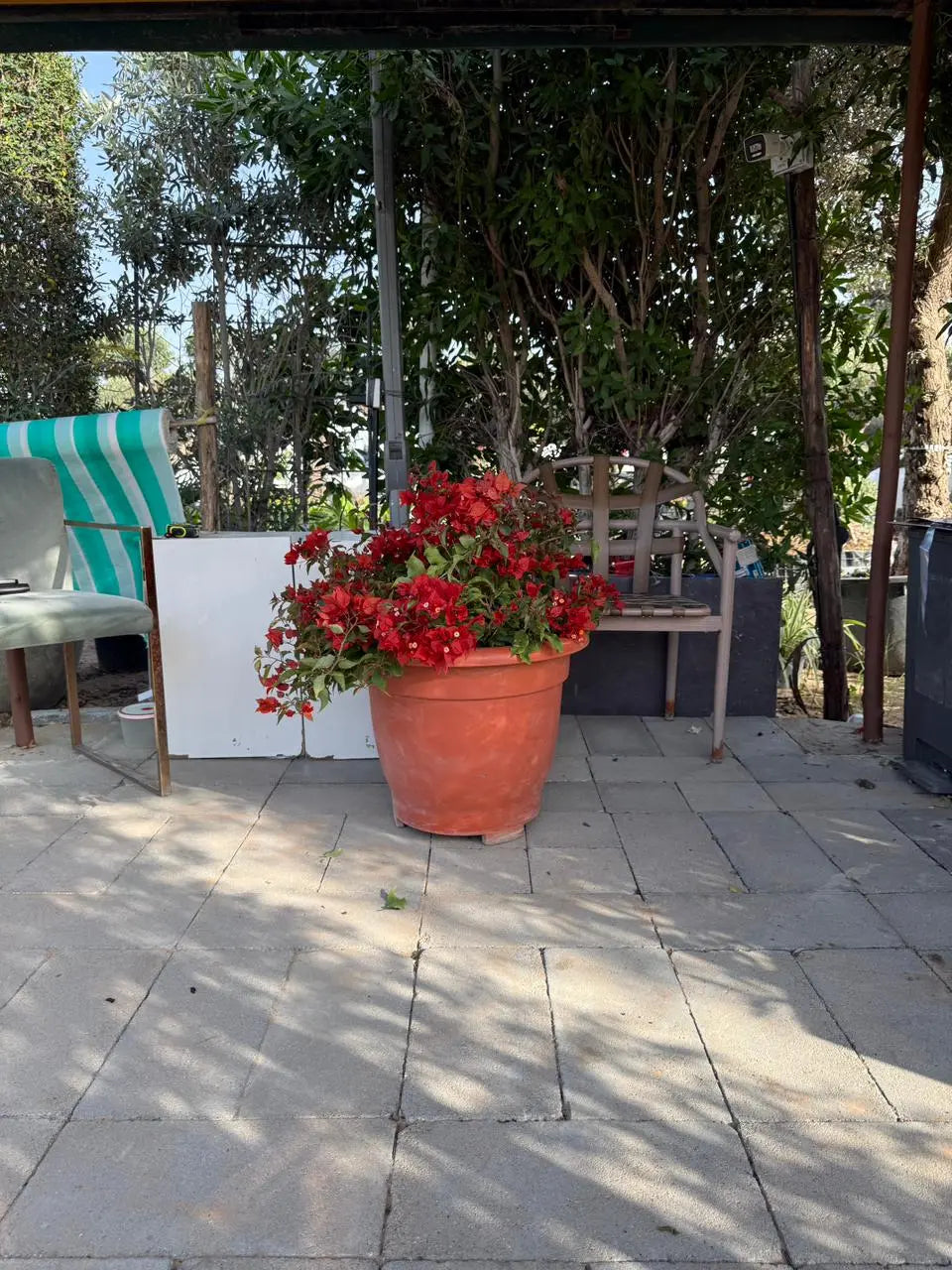 Bougainvillea Tomato iPlants