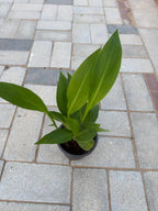 Canna Lily iPlants