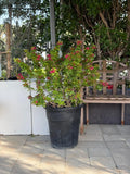 Bougainvillea Pink Pixie iPlants