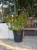 Bougainvillea Pink Pixie iPlants