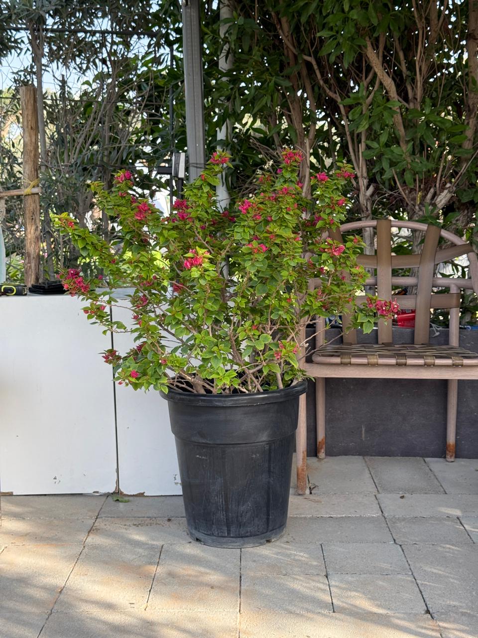 Bougainvillea Pink Pixie
