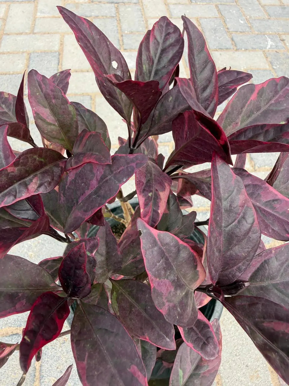 Eranthemum red iPlants