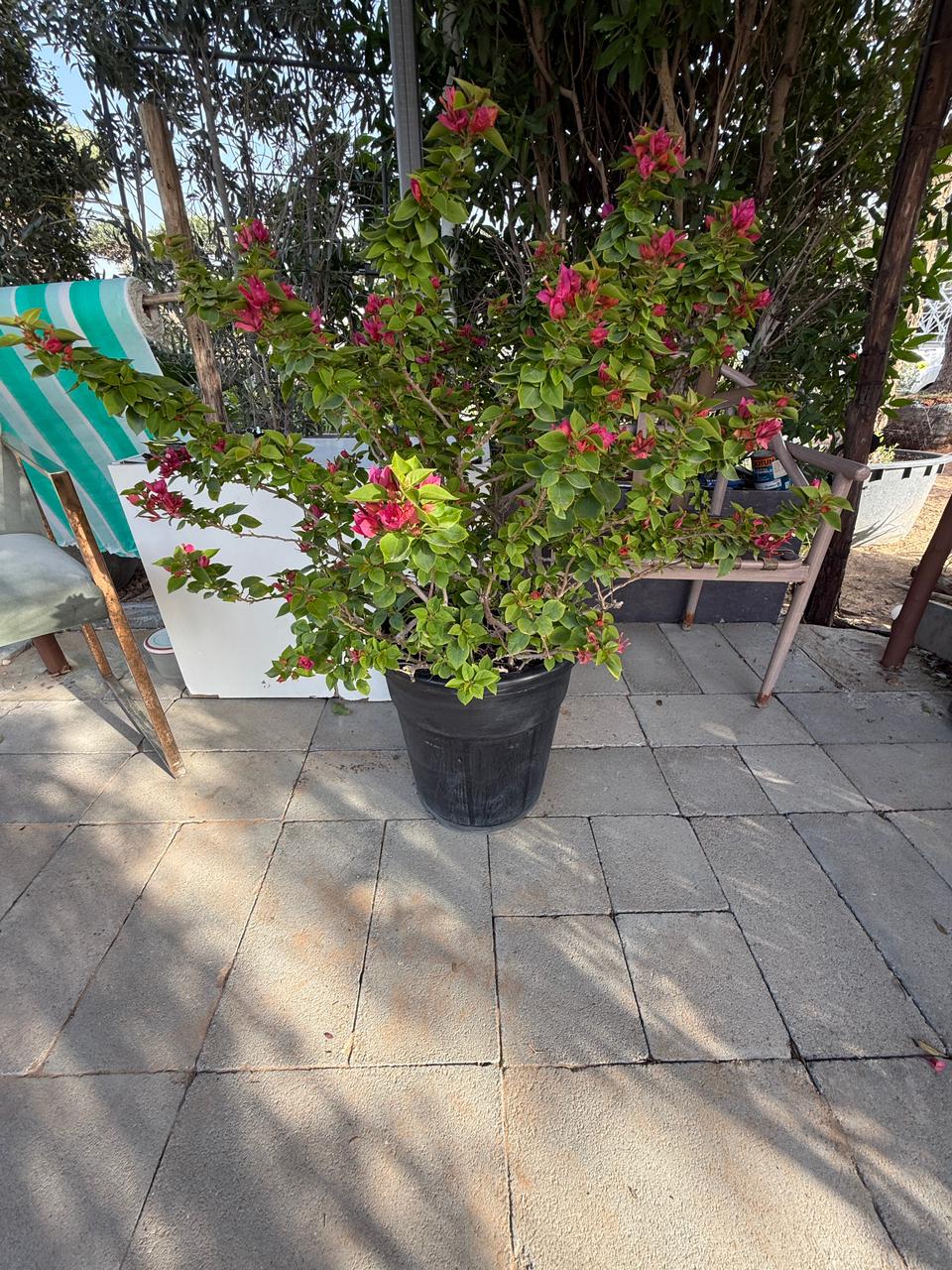 Bougainvillea Pink Pixie