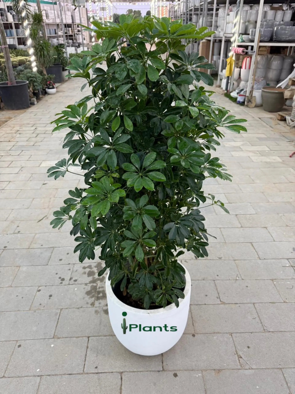 Schefflera Green (Umbrella Plant) iPlants