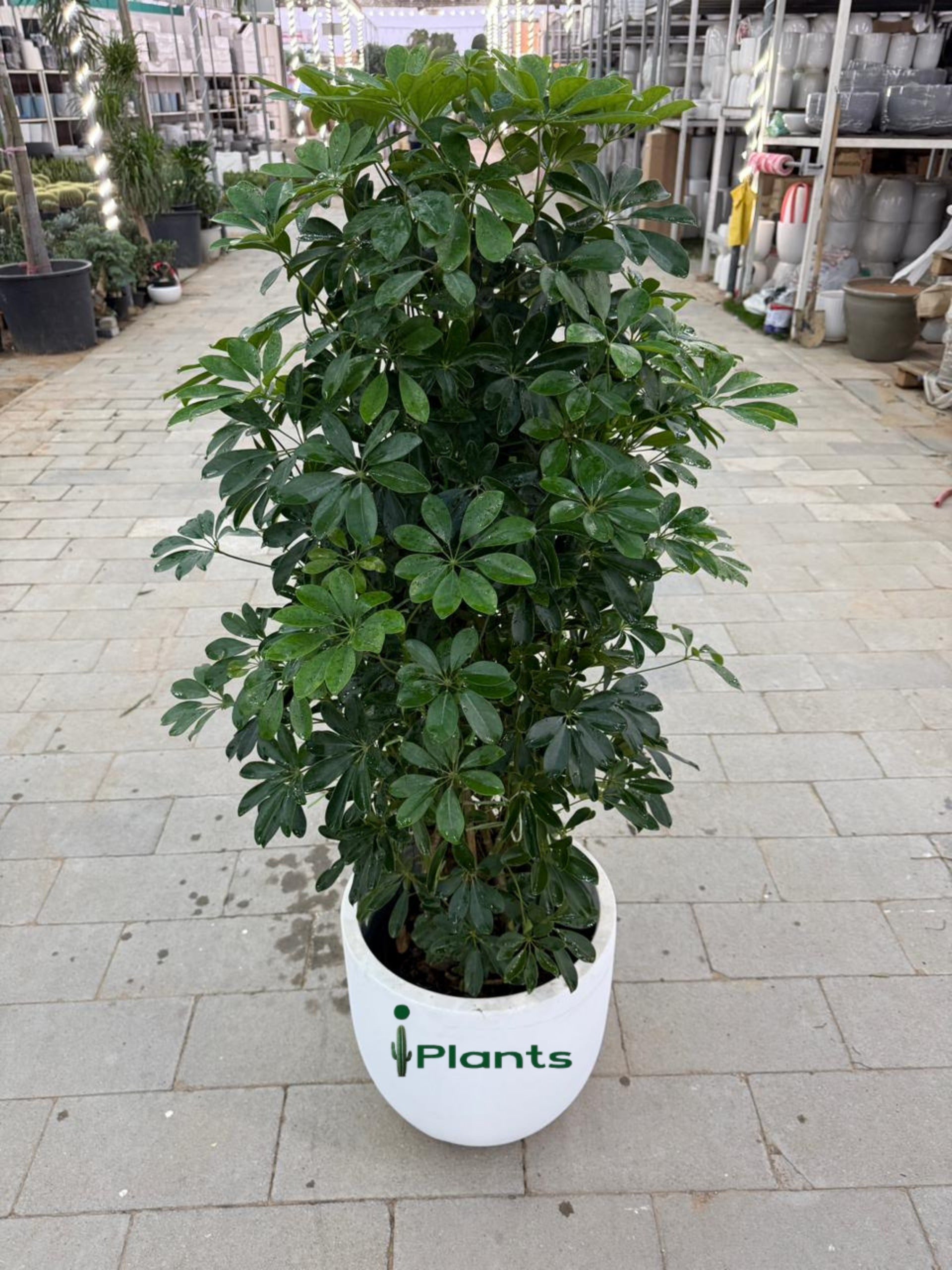 Schefflera Green (Umbrella Plant)