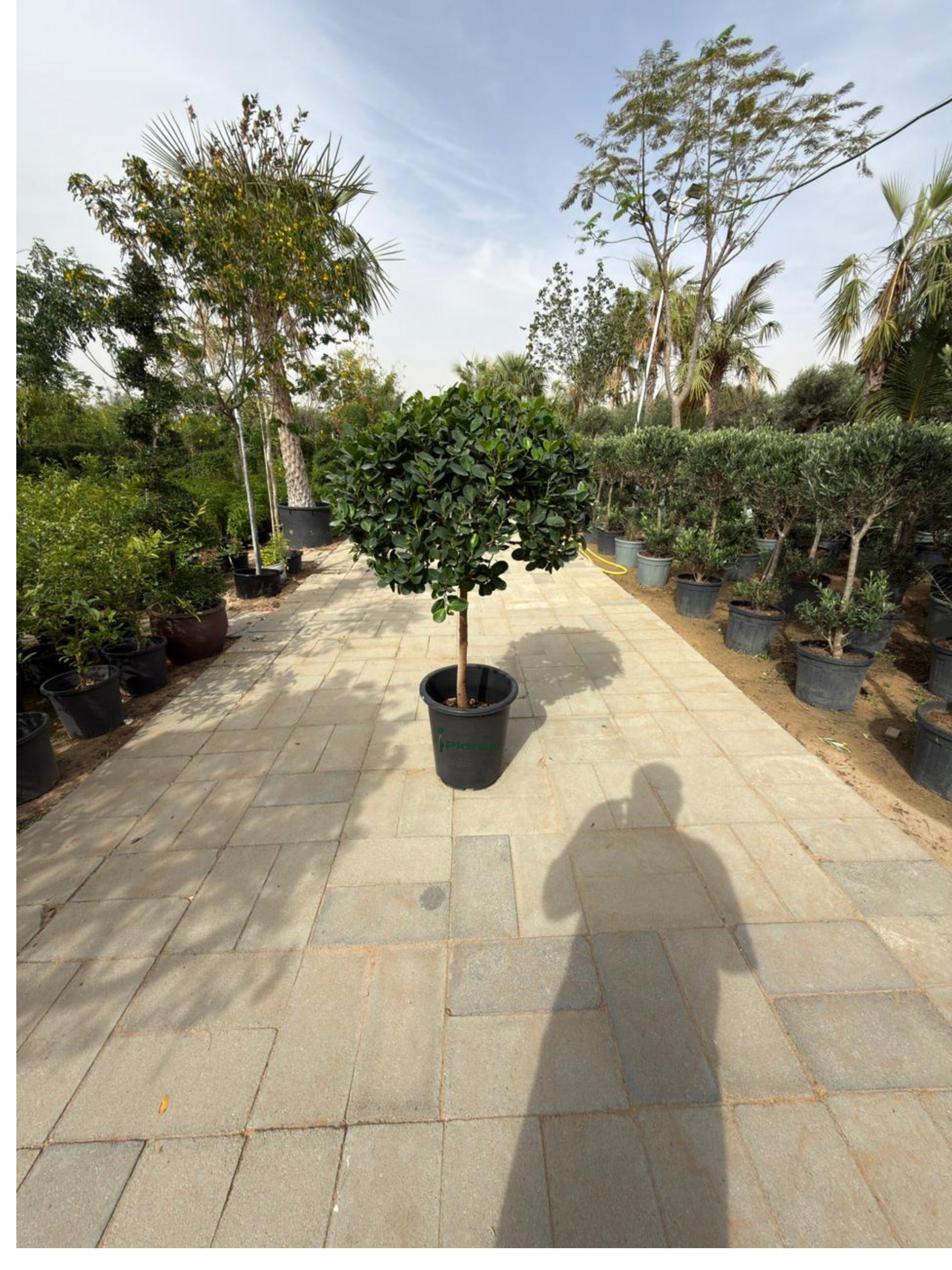 Ficus panda single head