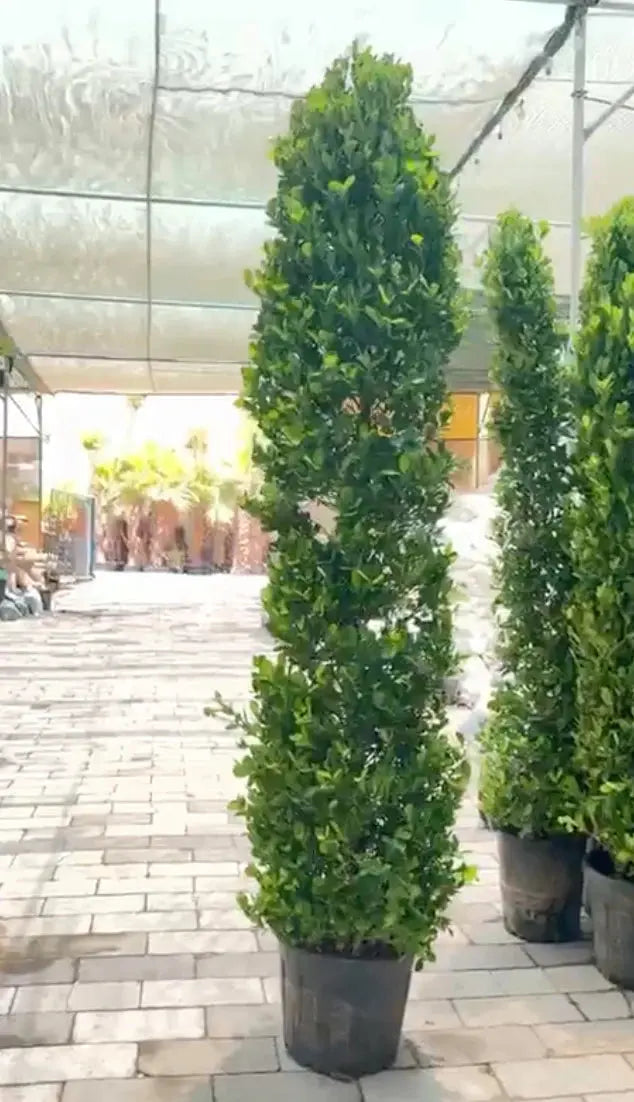 Ficus Panda Cone iPlants