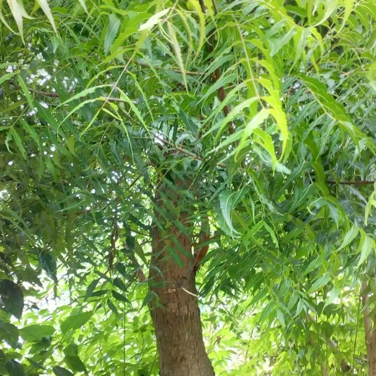 Neem Tree iPlants