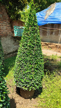 Ehretia Cone iPlants