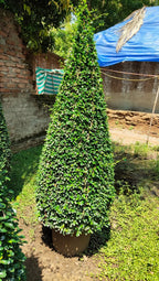 Ehretia Cone iPlants