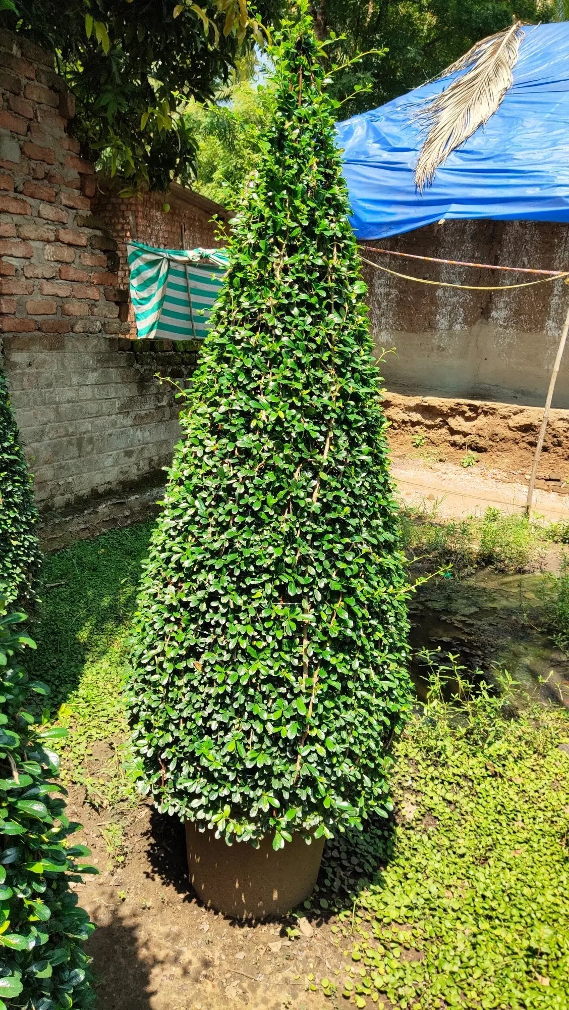 Ehretia Cone iPlants