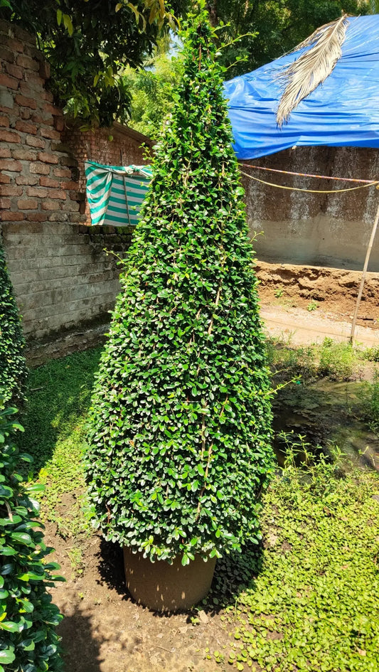 Ehretia Cone iPlants