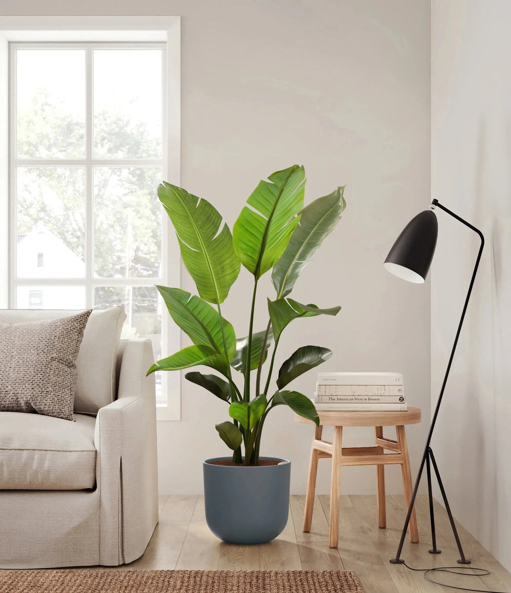 Bird of Paradise (Strelitzia) iPlants